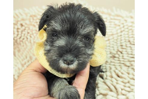 成約済の埼玉県のミニチュアシュナウザー-112225の1枚目
